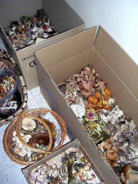 Expo champignons a St Leger 11